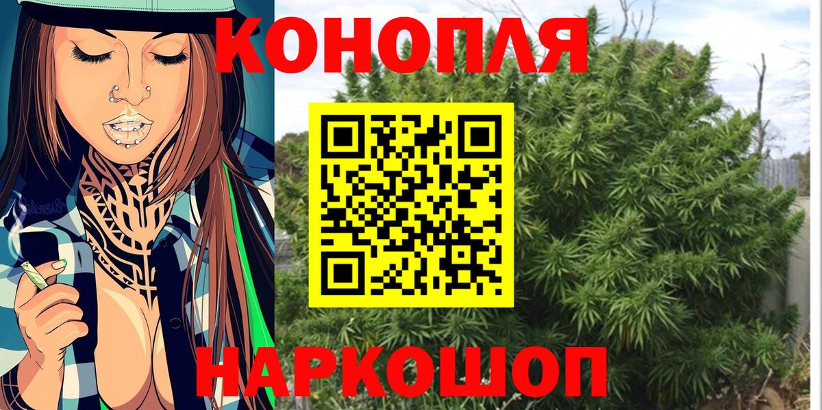 Каннабис сатива Черкесск